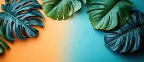 Vibrant Monstera Leaves on Colorful Gradient Background - Tropical Nature Concept photo