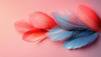 Colorful Red and Blue Feathers on Pink Background - Vibrant and Soft Feather Arrangement photo