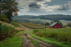 Rustic farm path leading to red barn among rolling fields photo