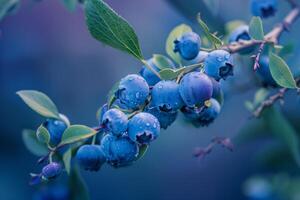 Ripe blueberries covered with morning dew hanging on a branch photo