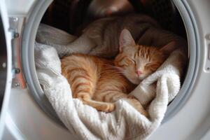 Ginger cat sleeping inside laundry basket in washing machine photo