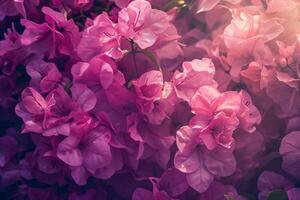Close up of delicate pink bougainvillea flowers creating textured floral background photo