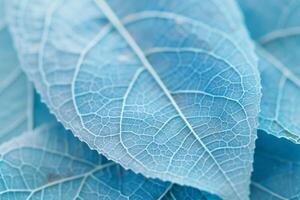 Macro photography showing the veins of a blue leaf creating an abstract background photo