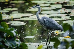 Grey heron standing on water lilies in a pond photo