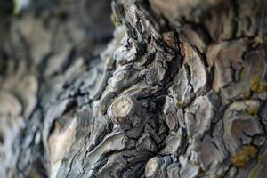 Close up of bark showing knots and rough texture photo