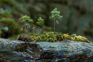 Miniature forest, saplings emerging from mossy log photo