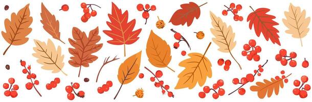 set of bright autumn leaves and rowan berries isolated on white background vector
