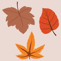 Autumn leaf, maple and vine leaves, orange fall leaves, suitable for social media and greeting cards and educational content, good for September and October ads, leaf illustration for print materials vector