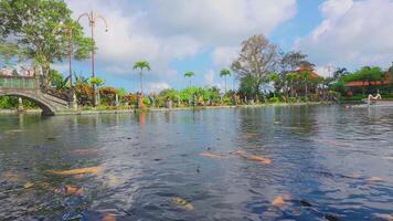 Serene Pond with Colorful Koi Fish and Lush Greenery video