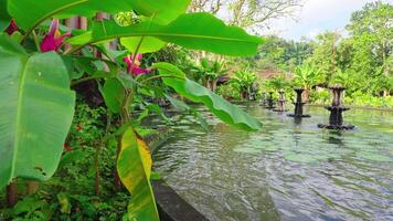 Tranquil Garden with Fountains and Lush Greenery video
