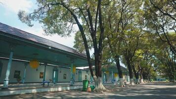 Serene Tree-Lined Pathway with Traditional Architecture video