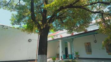 Serene Courtyard with Lush Tree and Traditional Architecture video
