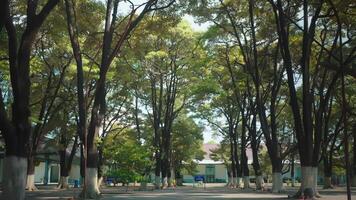 Serene Tree-Lined Pathway in Nature video