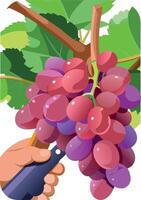 Winemaker harvesting red grapes in vineyard with knife vector