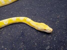 snake python burma or python bivitattus photo