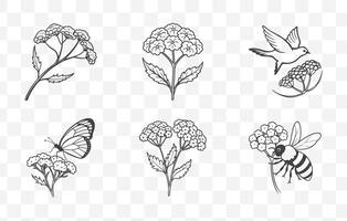 Print Yarrow Flower Botanical Line Art Set Featuring Detailed Illustrations for Design and Decoration Purposes vector