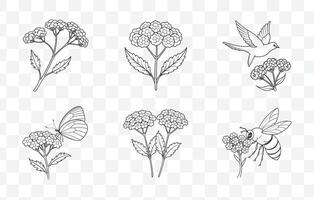 Print Yarrow Flower Botanical Line Art Set Featuring Detailed Illustrations for Design and Decoration Purposes vector