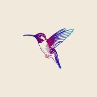 Hummingbird. Hand drawn illustration. Isolated on white background. vector