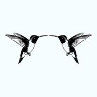 Hummingbird. Hand drawn illustration. Isolated on white background. vector