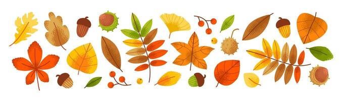 Autumn foliage with golden leaves and fall plant set. Greenery and forest elements in a contemporary style. vector