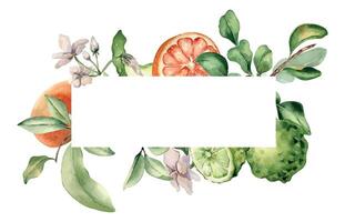 Frame with various citrus fruits and leaves watercolor illustration isolated. Bergamot on branch. Hand drawn grapefruit and jasmine in botanical sketch style for aroma products, package cosmetic vector