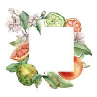 Frame with assorted green, orange fresh citrus. Fruit tree branches watercolor illustration isolated. Hand drawn bergamot and flowers jasmine in botanical sketch style for print products, package. vector