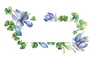 Frame with crocus and clover watercolor illustration isolated on white background. Painted spring flowers board. Hand drawn Celtic symbol. Design element for St. Patrick day, Easter card, packaging vector