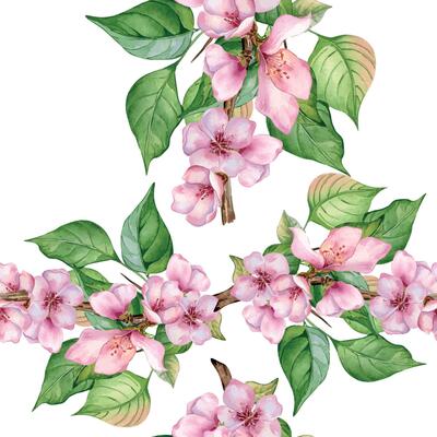 Watercolor branch of cherry tree with pink flowers seamless pattern isolated on white. Blossom fruit tree branch hand drawn. Design element for packaging, cosmetic, backdrop, wallpaper, textile.