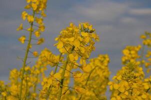 Endless rapeseed fields bloomed with bright yellow bloom on spring days. photo