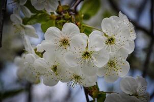 Amazing spring blossom. Tree branches with beautiful flowers photo