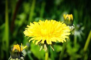 Dandelion in the grass. Yellow dandelion flower. Green grass. Spring Green. Spring mood. photo