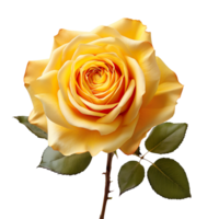 A yellow rose isolated on transparent background png