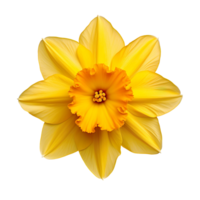 A daffodil top view isolated on transparent background png