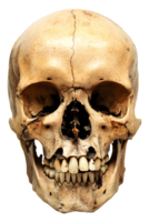 Skull isolated on transparent background png