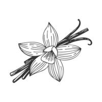 Vanilla orchid flower with vanilla sticks pods. Sketch drawing isolated on white background. vector