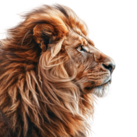 Lion side pose without background png