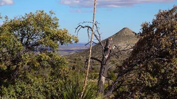 A group of succulent plants of cacti and agave on a mountainside on a background of cone mountain, New Mexico video
