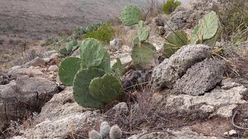 Cacti of West and Southwest USA. Rio Grande prickly pear, golden-spined prickly pear Opuntia aureispina, opuntia macrocentra var. aureispina, New Mexico video