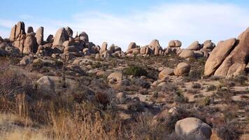 A panoramic view in Joshua Tree National Park. Joshua Tree Yucca brevifolia and Rock Formations. CA video