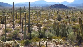 Typical desert landscape with cacti in Organ Pipe Cactus National Monument, with Organ Pipes, Saguaro and Ocotillo plants. Arizona video