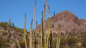 Typical desert landscape with cacti in Organ Pipe Cactus National Monument, with Organ Pipes, Saguaro and Ocotillo plants. Arizona video