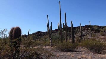 Typical scenery in Organ Pipe Cactus National Monument, with Organ Pipes, Saguaro and Ocotillo plants. video