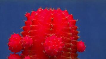 Gymnocalycium mihanovichii var. friedrichii rubrum form, a chlorophyll-free form of cactus grafted onto another species of cactus video