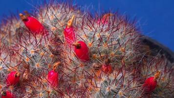 Texas nipple cactus Mammillaria prolifera v. texana, cactus with ripe red fruits with small seeds video