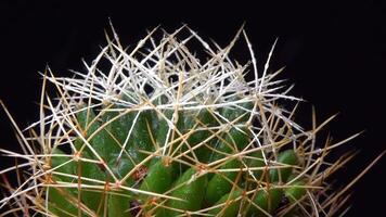 Dolichothele decipiens - cactus with long spines on long papillae in a botanical collection video