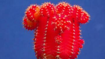 Gymnocalycium mihanovichii var. friedrichii rubrum form, a chlorophyll-free form of cactus grafted onto another species of cactus video