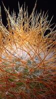 Mammillaria parkinsonii - spiny cactus with long spines in botanical collection video