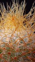 Mammillaria parkinsonii - spiny cactus with long spines in botanical collection video