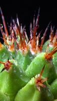 Mammillaria magnimamma - spiny cactus with large papillae in a botanical collection video