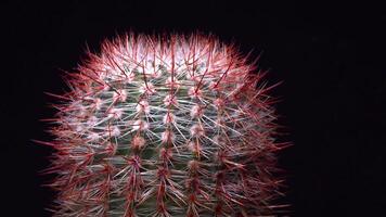 Notocactus Parodia rutilans - round cactus with red spines in the botanical collection video